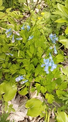 Corydalis fumariifolia, photograph (c) Andrew Bazdyrev, some rights reserved (CC BY)