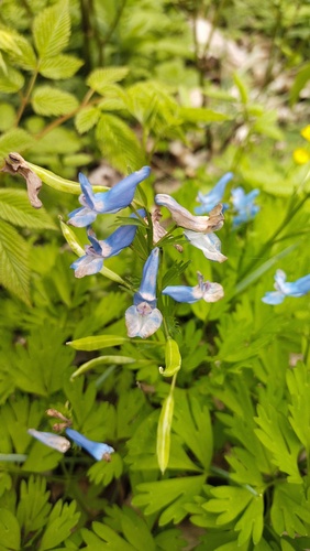 Corydalis fumariifolia, photograph 4