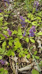 Corydalis turtschaninovii