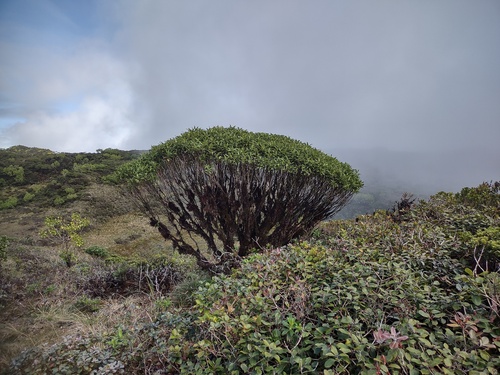 Melicope waialealae observed 2024-12-19
