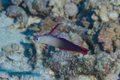 Nemateleotris decora