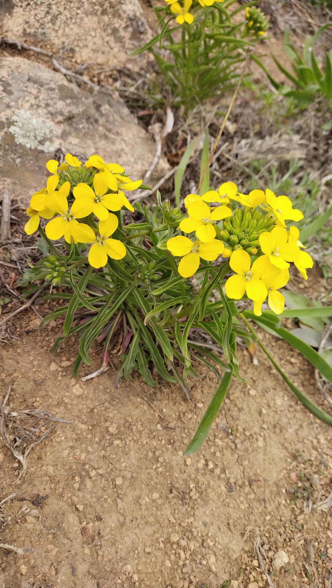 Erysimum amurense