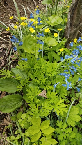 Corydalis fumariifolia, photograph 3