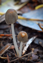 Coprinellus callinus