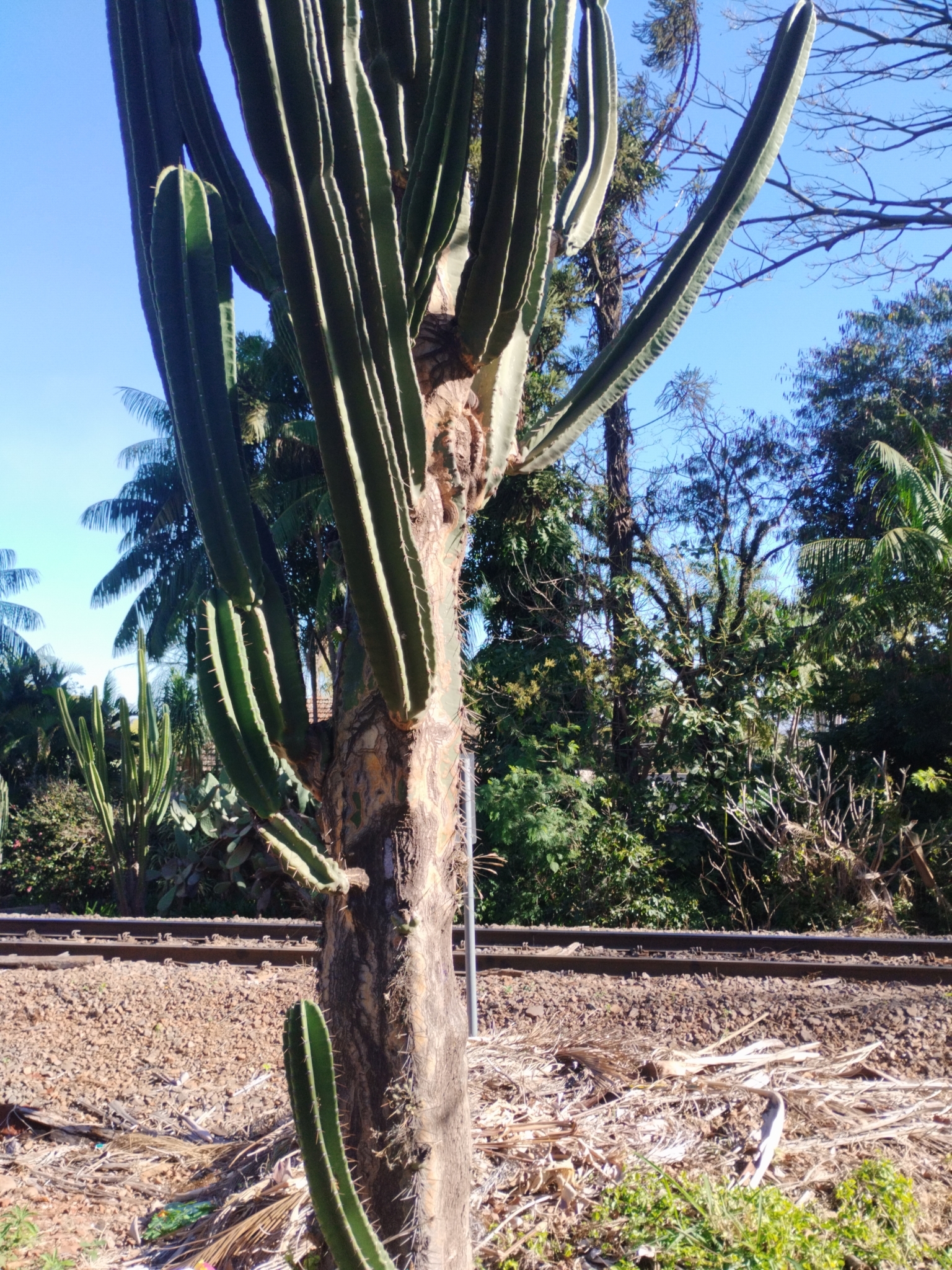Cereus jamacaru