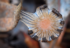 Coprinellus callinus