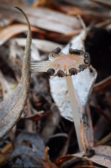 Coprinellus callinus