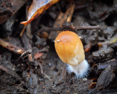Coprinellus callinus