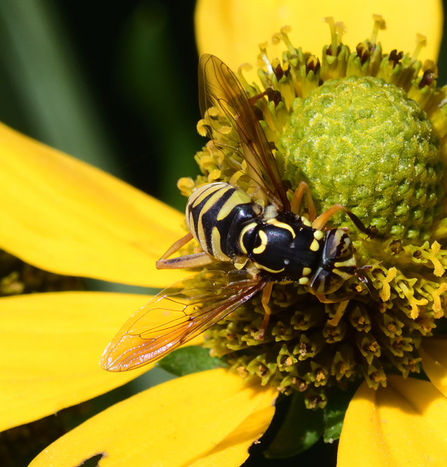 Spilomyia digitata