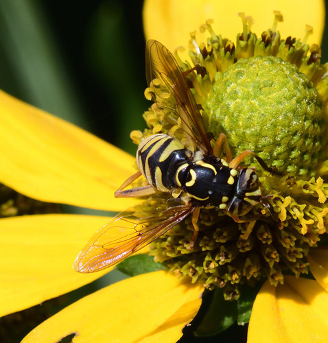 Spilomyia digitata