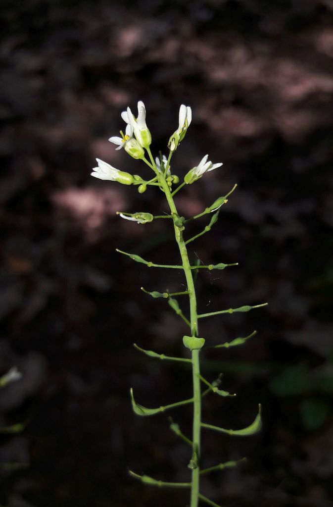 Noccaea jankae