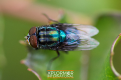 Compsomyiops callipes