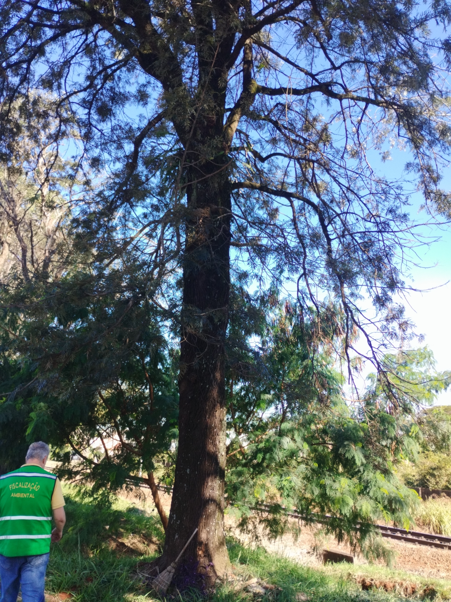 Grevillea robusta