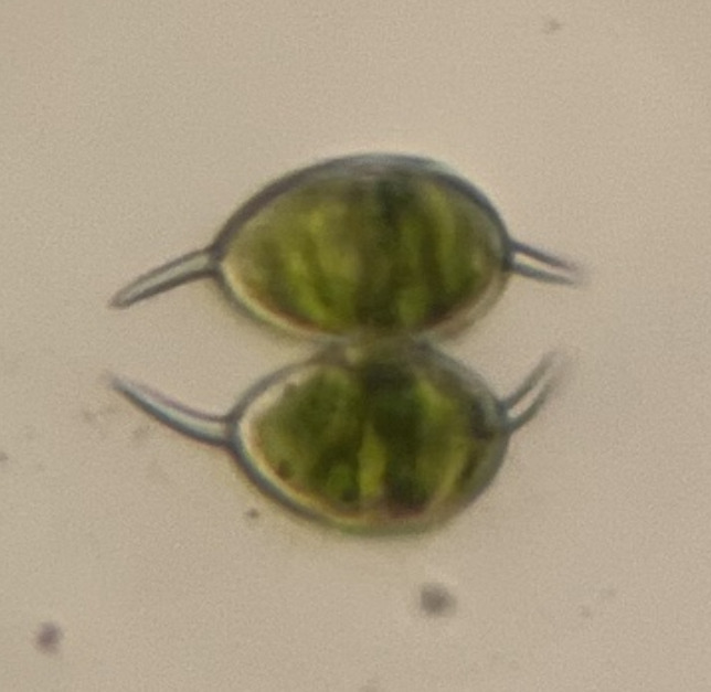 Staurodesmus cornutus
