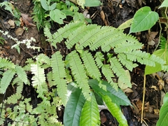 Adiantum polyphyllum
