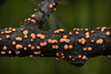Coral Spot - Photo (c) Mike Potts, some rights reserved (CC BY-NC-SA), uploaded by Mike Potts
