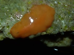 Eurylepta aurantiaca