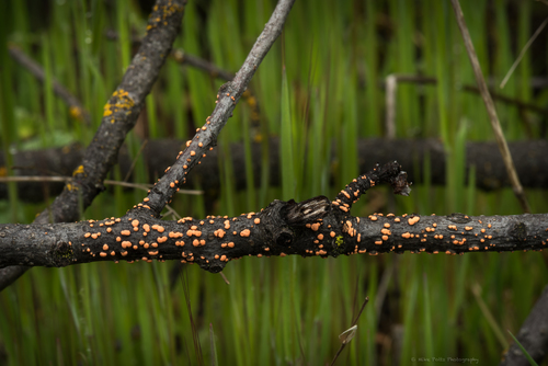 Paprastasis Raudonspuogis nuotrauka