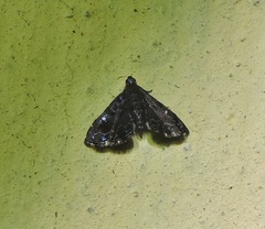 Drosophantis caeruleata