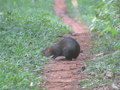 Dasyprocta fuliginosa