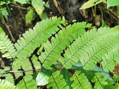 Adiantum polyphyllum