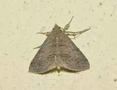 Gesonia obeditalis