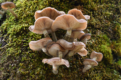 Armillaria aotearoa