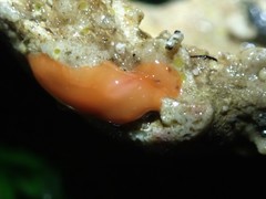 Eurylepta aurantiaca