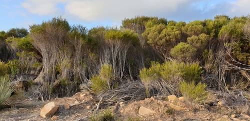 Image of Melaleuca uncinata by (c) Andrew Thornhill, some rights reserved (CC BY)