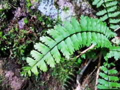 Asplenium formosum