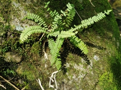 Asplenium formosum