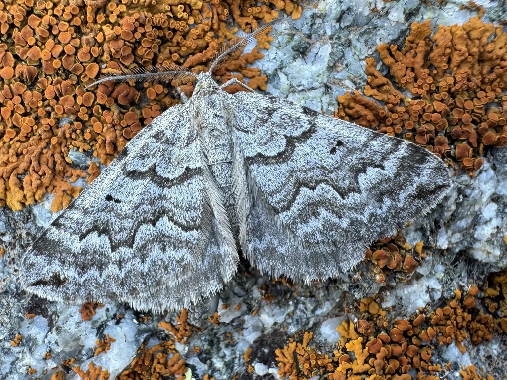 Scotopteryx pinnaria