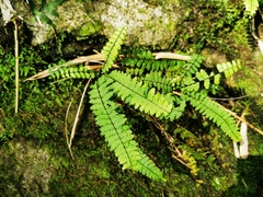Asplenium formosum
