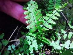 Asplenium formosum