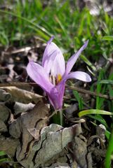 Colchicum bulbocodium