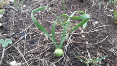 Sternbergia colchiciflora