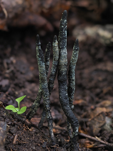 Xylaria cornu-damae