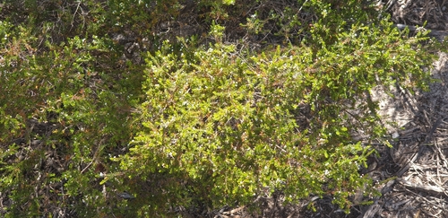 Image of Thryptomene ericaea by (c) Andrew Thornhill, some rights reserved (CC BY)