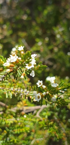 Image of Thryptomene ericaea by (c) Andrew Thornhill, some rights reserved (CC BY)