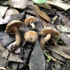 Hebeloma sacchariolens