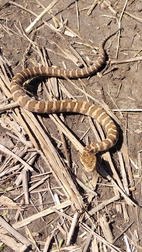 Central Asian Pitviper