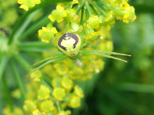 Triangle Crab Spider