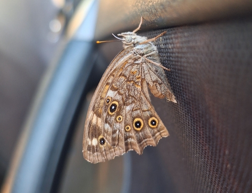 Lattice brown