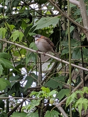 Zonotrichia capensis