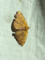 Singara diversalis
