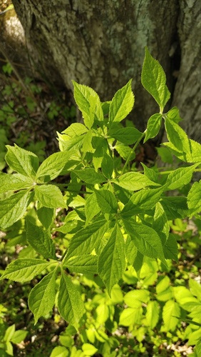 Siberian Ginseng (Eleutherococcus senticosus)