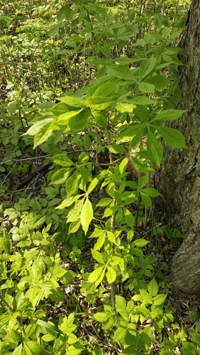 Eleutherococcus senticosus, photograph 4