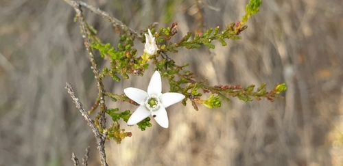 Image of Narrow-Leaf Wax Flower (Philotheca angustifolia) by (c) Andrew Thornhill, some rights reserved (CC BY)