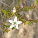 Philotheca angustifolia angustifolia - Photo (c) Andrew Thornhill, algunos derechos reservados (CC BY), subido por Andrew Thornhill