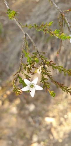 Image of Philotheca angustifolia by (c) Andrew Thornhill, some rights reserved (CC BY)